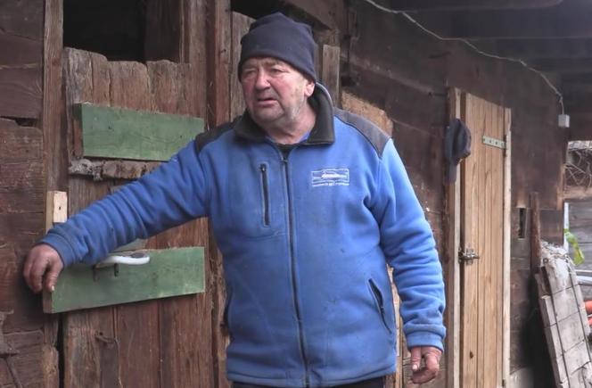 Rolnicy. Podlasie. Gorąco w Plutyczach. Gienek i Sławek próbowali zagonić cielaki do obory