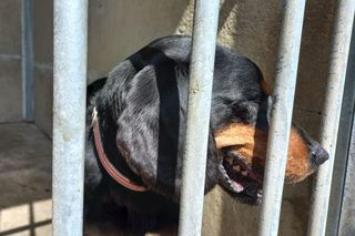 Sposób na upały w schronisku dla zwierząt w Henrykowie koło Leszna. Psy przed słońcem będą osłaniać rolety [ZDJĘCIA]