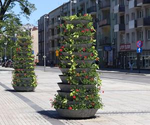 Więcej kwiatów na pl. Biegańskiego w Częstochowie. Miasto stawia na zieleń