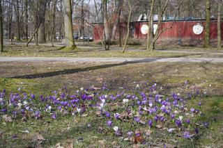 Pierwszy dzień wiosny w Warszawie. Mieszkańcy stolicy witają kwiaty i słońce