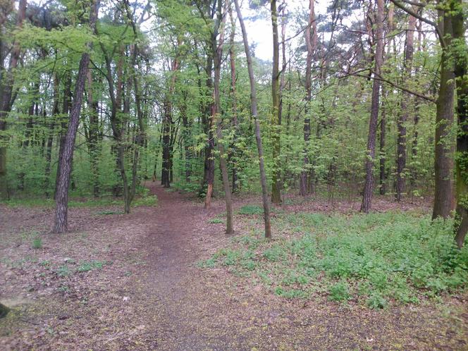 Grillowanie w łódzkich parkach