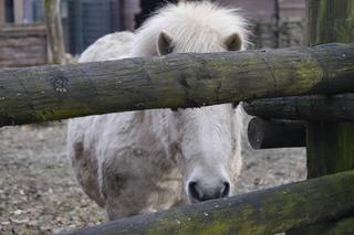 Zwierzęta w białostockim ZOO budzą się na wiosnę