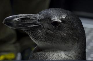 Wrocławskie pingwiny zwiedzają zoo! Zobacz wideo