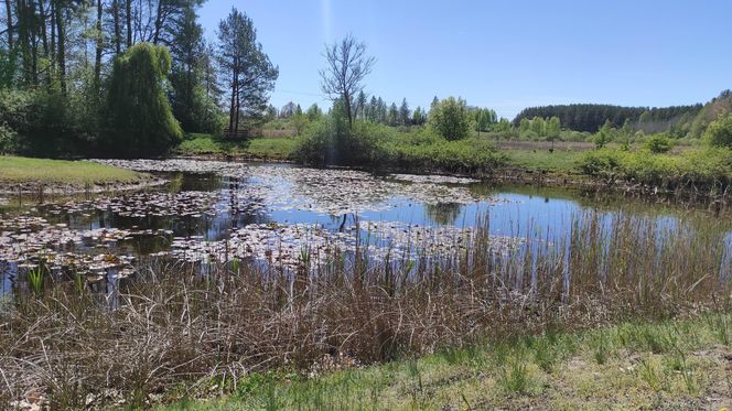 Arboretum w Kopnej Górze. Puszcza w pigułce
