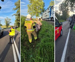 Strażacy pilnowali świń. 170 zwierząt na drodze. Wszystko przez wypadek tira [ZDJĘCIA]