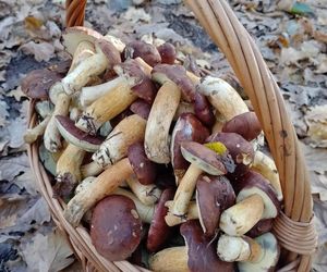 Prawdziwe skarby jesieni. Listopad to idealny czas na grzyby w Świętokrzyskiem? [Zdjęcia Waszych zbiorów]