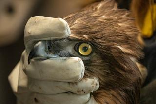 Gadożer Bodzio wraca na wolność [ZDJĘCIA]