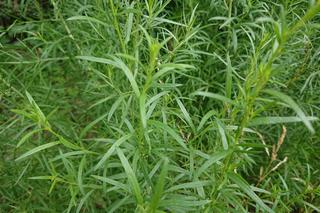 Bylica estragon = Estragon - Artemisia dracunculus