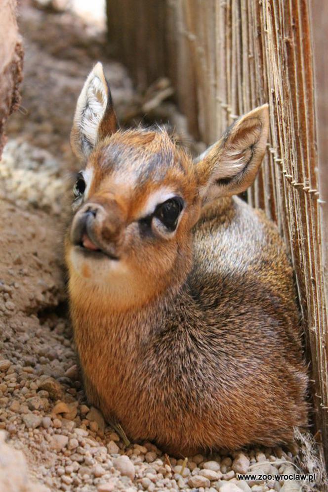 Narodziny antylopy dikdik we Wrocławiu