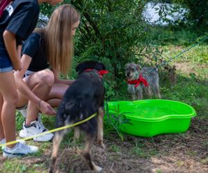 Wybieg dla psów w schronisku dla bezdomnych zwierząt w Zamościu