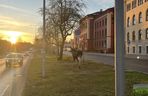 Łosie spacerowały po centrum Bydgoszczy! Mieszkańcy w szoku [ZDJĘCIA]