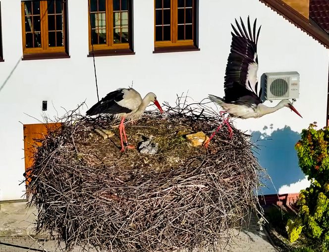 Bocian Krutek z Krutyni: od samotnika do samca alfa.