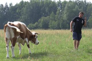 Rolnicy. Podlasie. Rodeo w Plutyczach. Oporne krowy na pastwisku Gienka i Andrzeja [WIDEO]