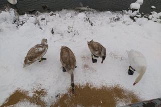 Zaskakujący apel od władz. Miasto i KTOZ proszą o pomoc w dokarmianiu ptaków