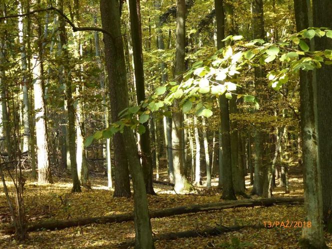 Szlak na Górę Dębową zachwyca jesienią. Rosną tam 100-letnie drzewa