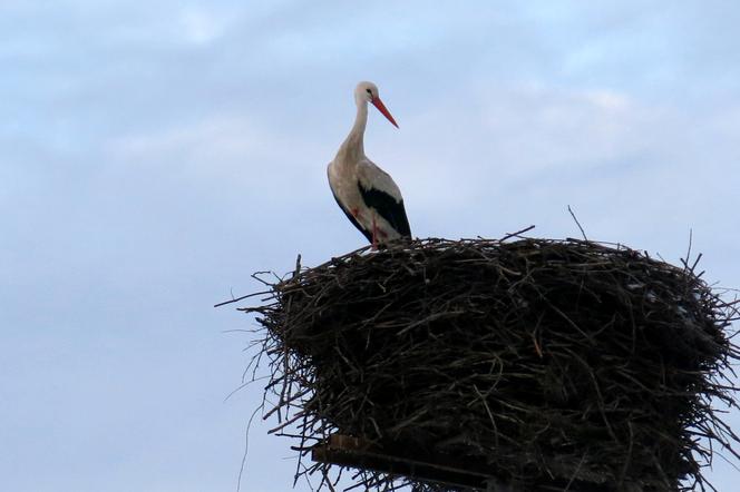 Bociany w środku zimy zawitały do Starej Kamionki na Podlasiu