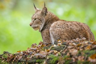 Symbol tatrzańskiej przyrody zginął pod kołami samochodu. Apelują do kierowców 