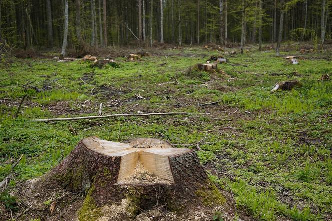 Wycinka drzew w Lesie Bielańskim. Mieszkańcy oburzeni, leśnicy twierdzą, że to konieczność