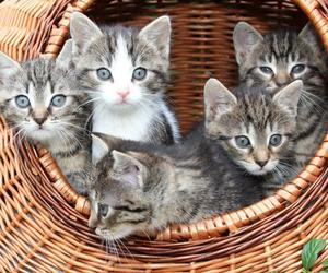Quiz: Najpiękniejsze rasy kotów. Czy znasz je wszystkie? Quiz dla prawdziwych kociarzy! 