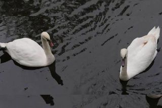 Łabędzie z Wodzisławia Śląskiego się przeprowadziły. Gdzie są teraz Romeo i Julia?