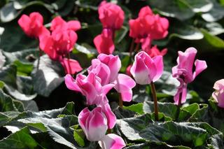 Babcina odżywka, która sprawi, że fiołek zakwitnie jak szalony. Zmyślny sposób, dzięki któremu fiołek obsypie się kwiatami w grudniu