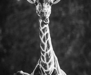 Żałoba we wrocławskim zoo. Odeszła Nala. Historia żyrafy, która skradła serca