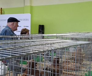 Kalisz. Rasowe gołębie, drób i króliki można podziwiać w hali OSRiR