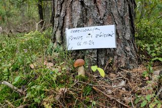 Rezerwacja grzybów w lesie? To nie żart, w jednej z puszcz pojawiły się stosowne kartki