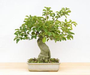 Drzewko bonsai