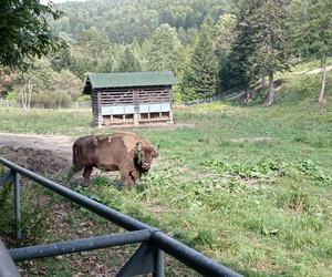 Zagroda Żubrów w Mucznem 