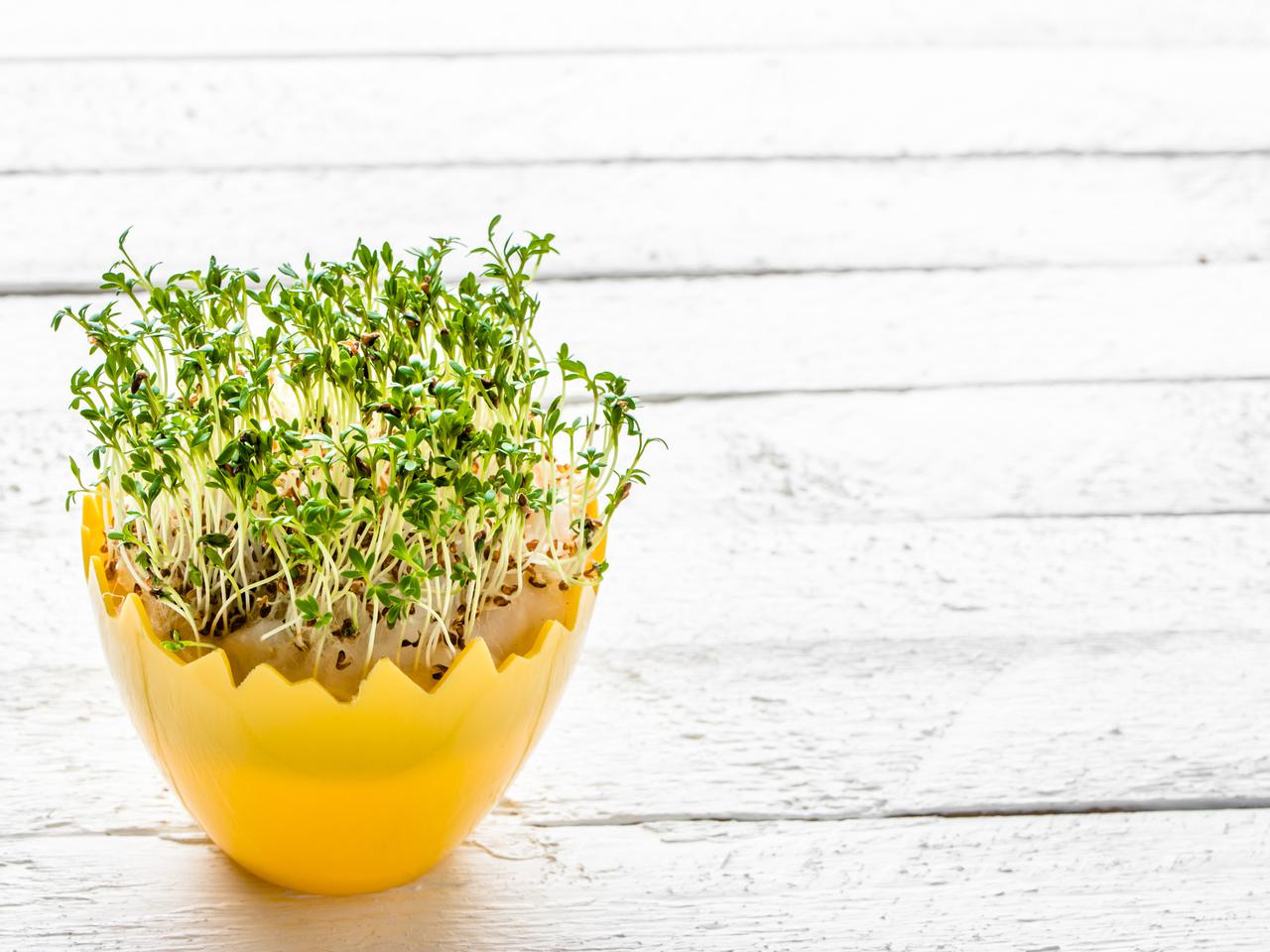 Rzeżucha na Wielkanoc: pomysły na dekoracje [7 propozycji]