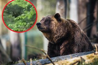 Spotkał niedźwiedzia w małopolskim lesie. Udało mu się nagrać ten niezwykły widok!