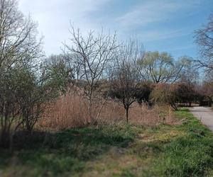 Miasto chwali się Parkiem Krzyckim. Na hucznym otwarciu mieszkańcy zastali plac budowy 