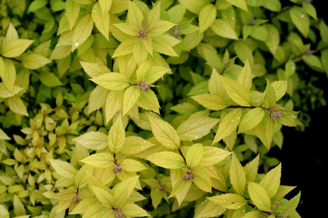 Tawuła japońska 'Lisp'PBR (GOLDEN PRINCESS) - Spiraea japonica 'Lisp'PBR (GOLDEN PRINCESS) = Spiraea x bumalda 'Lisp'PBR (GOLDEN PRINCESS)