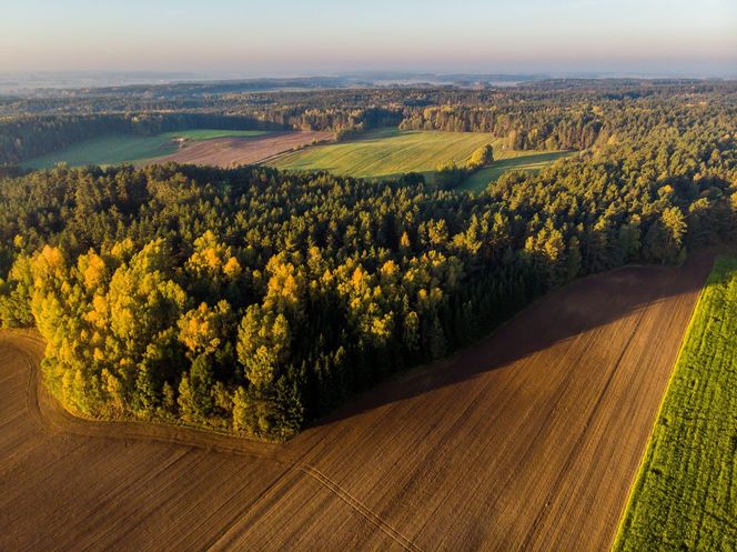 To największy kompleks leśny na Mazurach. Co krok pojawiają się malownicze jeziora