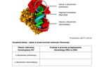 Matura 2024: biologia. Arkusze CKE i odpowiedzi. Poziom rozszerzony [Formuła 2015]