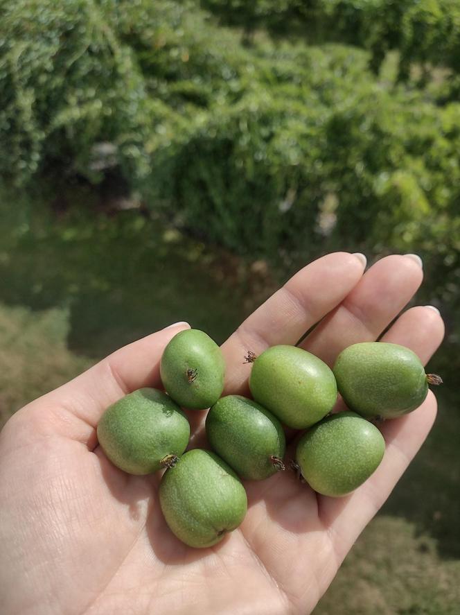 Wyjątkowe owoce rosną pod Bydgoszczą. Wiadomo już, że mini kiwi mają 20 składników odżywczych, a naukowcy nie skończyli liczyć