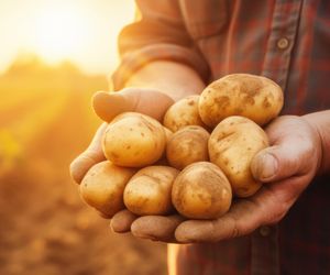 Chipsy w 45 minut? Wiejskie Ziemniaczki od Lorenz zdradzają sekrety polskiego ziemniaka