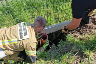 Niecodzienna akcja strażaków. Uratowali sarnę, która wpadła do głębokiego dołu