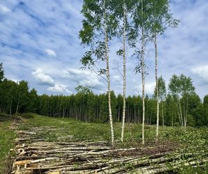 Kontrowersyjna wycinka w Mysłowicach zatrzymana. Interweniował prezydent 