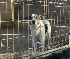 Przygotowania do nadchodzącej zimy. Odwiedziliśmy olsztyńskie Schronisko dla zwierząt [ZDJĘCIA]