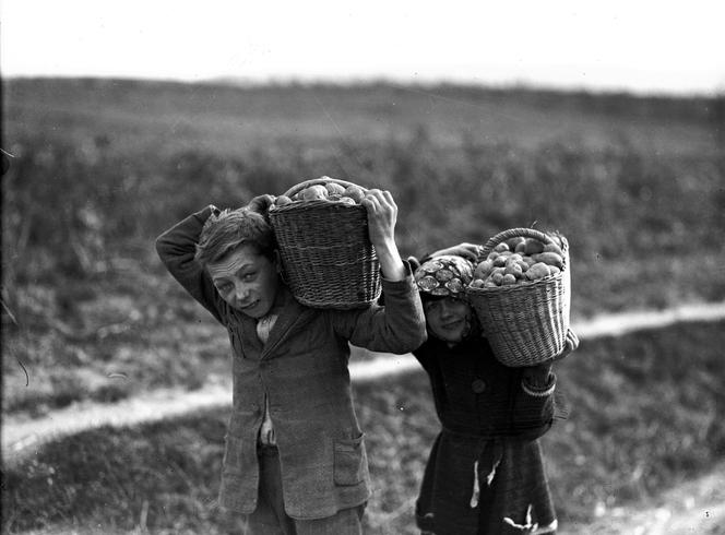 Chłopiec i dziewczynka podczas wykopków ziemniaków, 1933