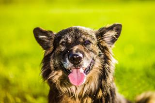 Trwa akcja Rekordowa Miska z Ceneo