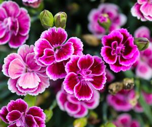 Goździk ogrodowy (Dianthus caryophyllus)