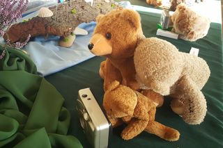 Ponad pół tysiąca pluszowych misiów w jednym miejscu. Wyjątkowa wystawa w Bydgoszczy!