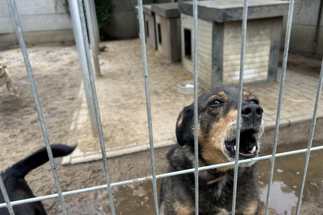 Konińskie schronisko dla zwierząt w ciężkiej sytuacji po ostatnich ulewach