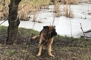 Brudne, głodne i schorowane zwierzęta były żyły w koszmarnych warunkach. 54-latek odpowie za znęcanie się nad nimi