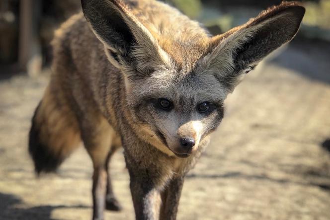 ALE CUDAK! Nowy mieszkaniec Śląskiego Ogrodu Zoologicznego [ZDJĘCIA]