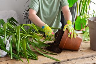 Odkąd podlewam jukę w ten sposób, roślina pięknieje w oczach. Znajomy botanik podpowiedział mi, jak pielęgnować kwiat, by rósł jak na drożdżach