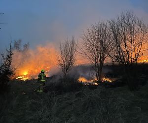 Pracowity weekend strażaków na Podkarpaciu. Wyjeżdżali do ponad 250 pożarów traw!